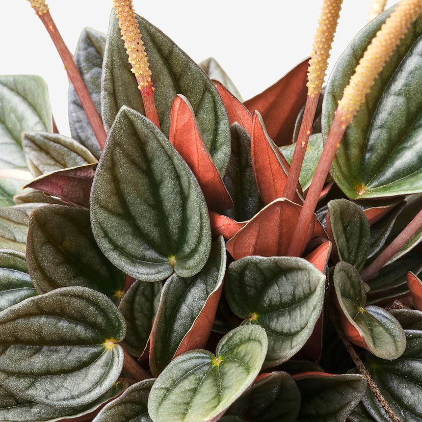 PEPEROMIA — Горшечное растение, различные