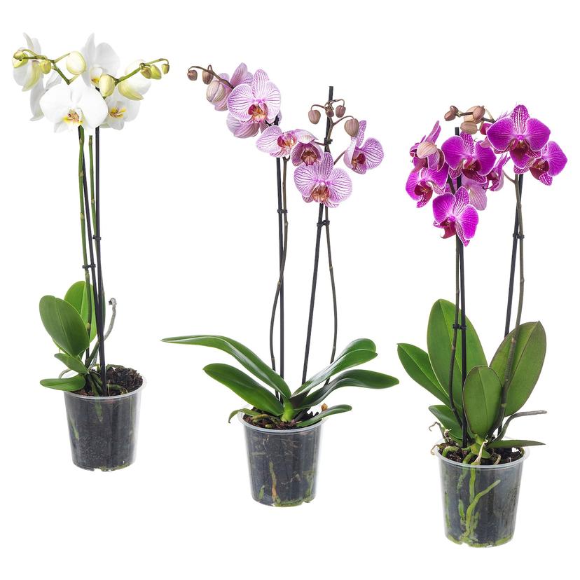 PHALAENOPSIS — растение в горшке, 12 см