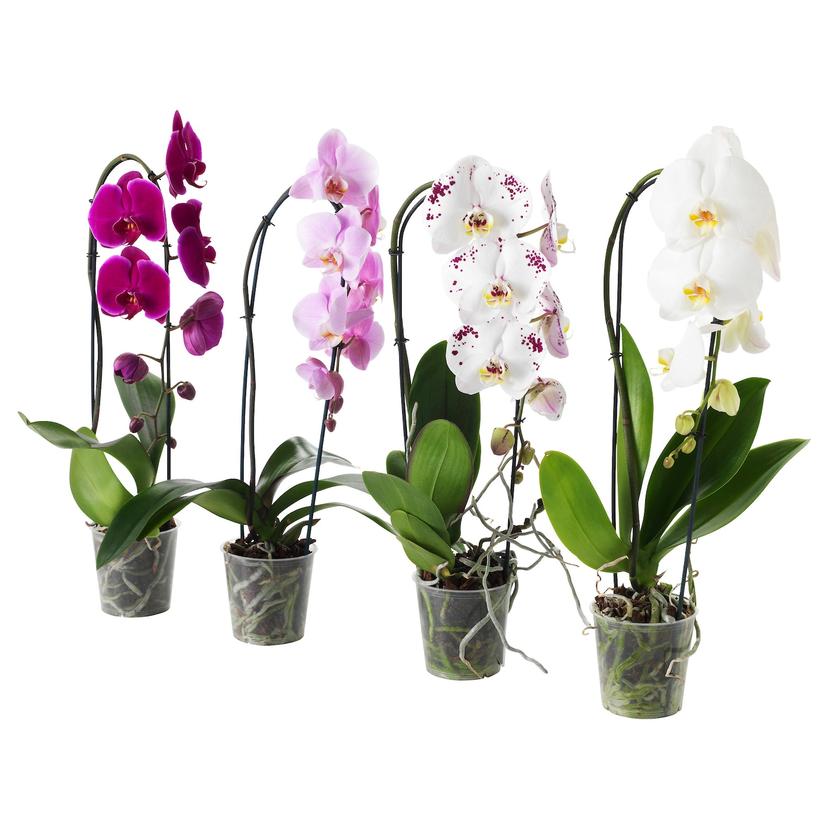 PHALAENOPSIS — растение в горшке, Орхидея/каскад 1 стебель, 12 см