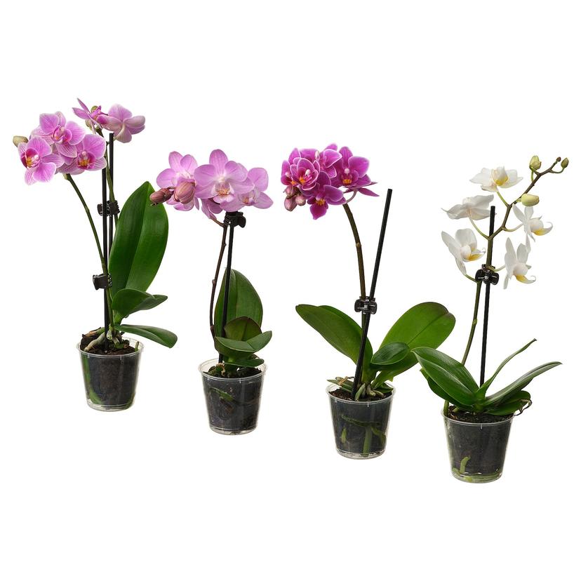 PHALAENOPSIS — растение в горшке, Орхидея разные цвета, 6 см