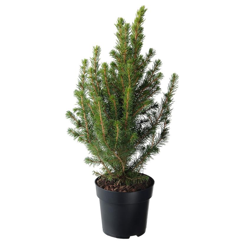 PICEA GLAUCA CONICA — Комнатное растение , 15 см