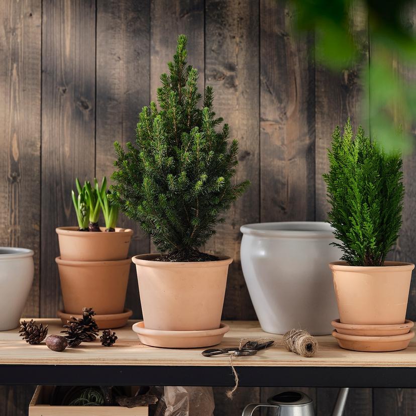 PICEA GLAUCA CONICA — Комнатное растение , 15 см