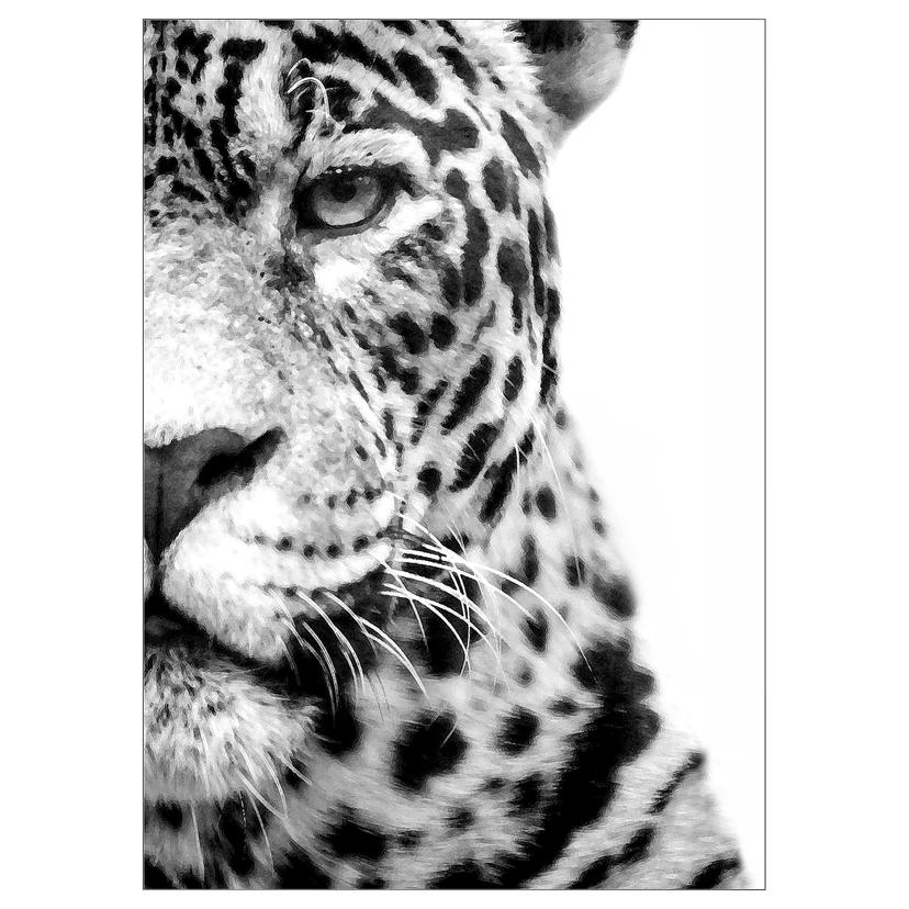 PJÄTTERYD — Изображение в центре внимания