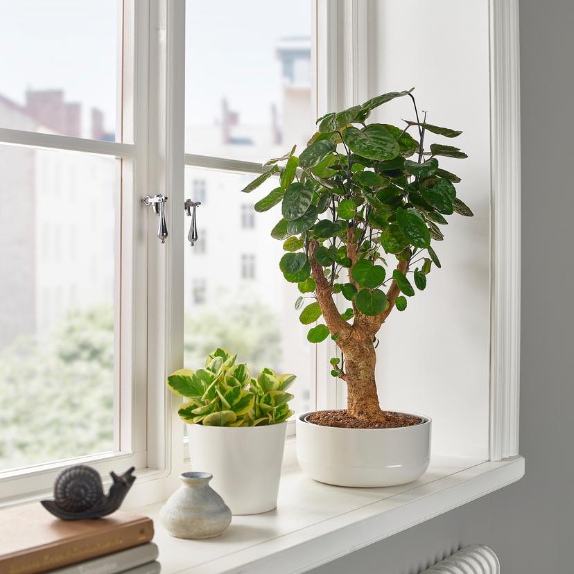 POLYSCIAS — Растение в горшке, 22 см