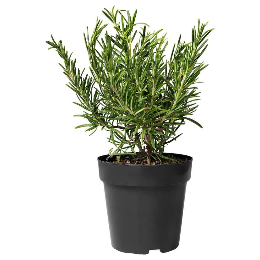 ROSMARINUS OFFICINALIS — Roślina doniczkowa, rozmaryn,