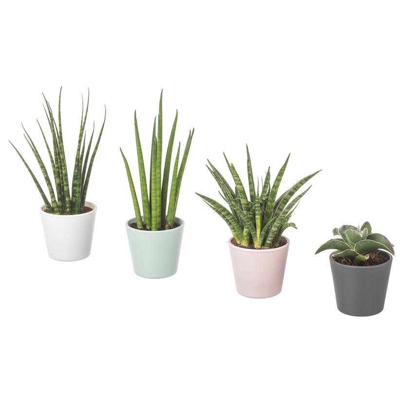 SANSEVIERIA — комнтн раст в горшке, 6 см