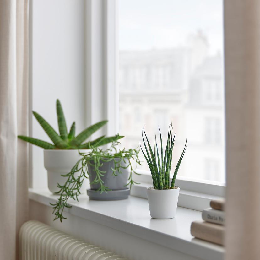 SANSEVIERIA — комнтн раст в горшке, 6 см