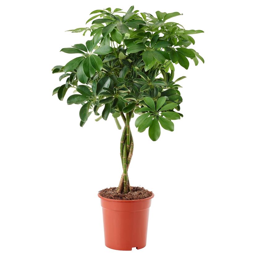 SCHEFFLERA ARBORICOLA — растение в горшке, 19 см