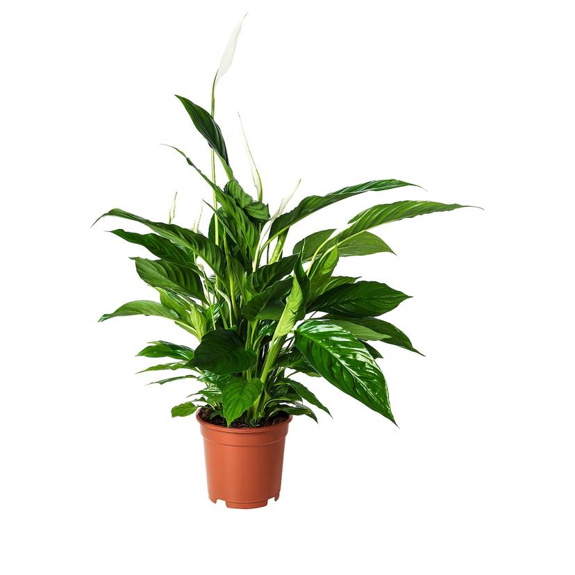 SPATHIPHYLLUM — Комнатное растение , 17 см
