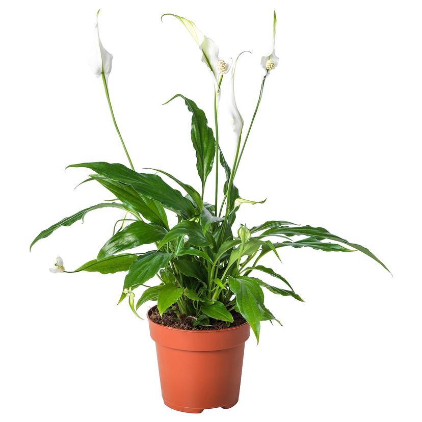 SPATHIPHYLLUM — растение в горшке, Спатифиллум, 12 см