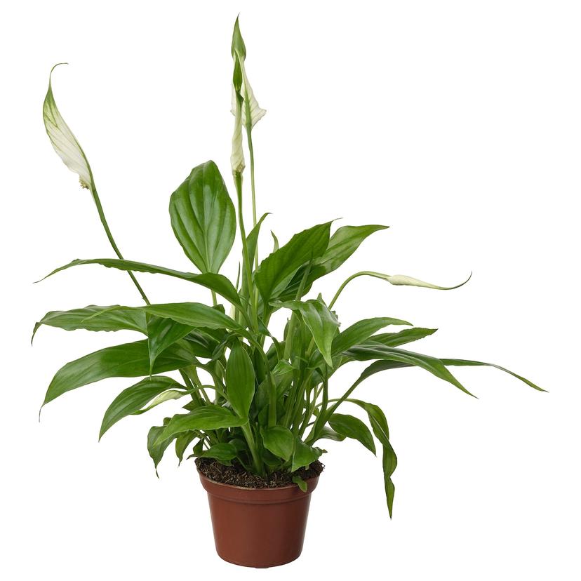 SPATHIPHYLLUM — растение в горшке, Спатифиллум, 6 см