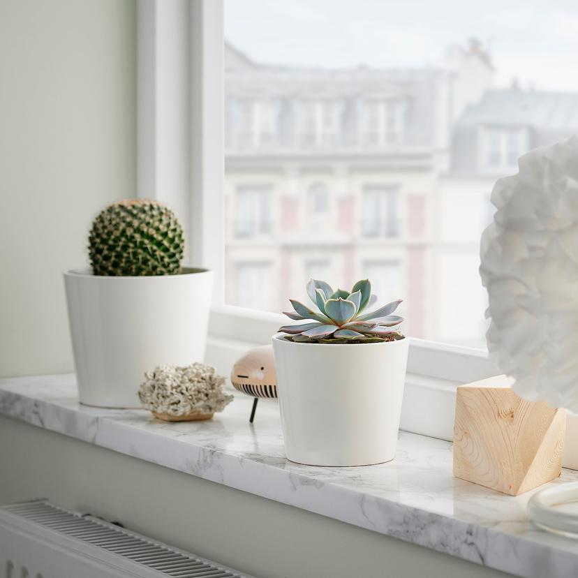 SUCCULENT — растение в горшке, различные растения/Суккулент, 9 см