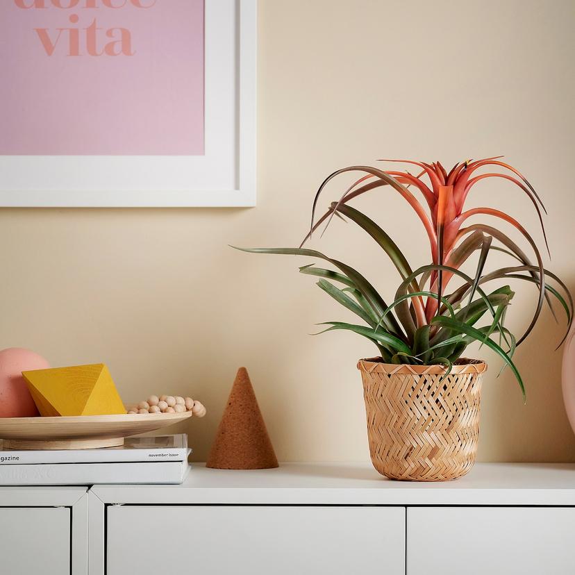 TILLANDSIA — растение в горшке, Тилландсия различные растения, 12 см