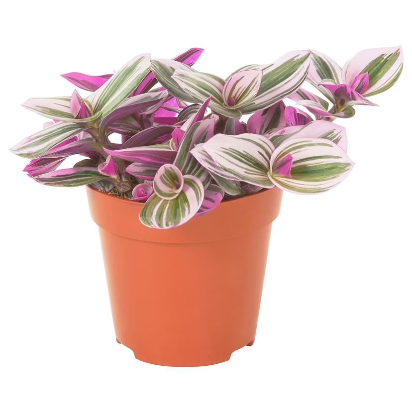 TRADESCANTIA — растение в горшке, Традесканция сиреневый, 12 см