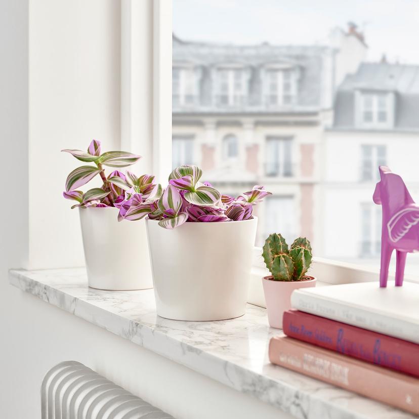 TRADESCANTIA — растение в горшке, Традесканция сиреневый, 12 см