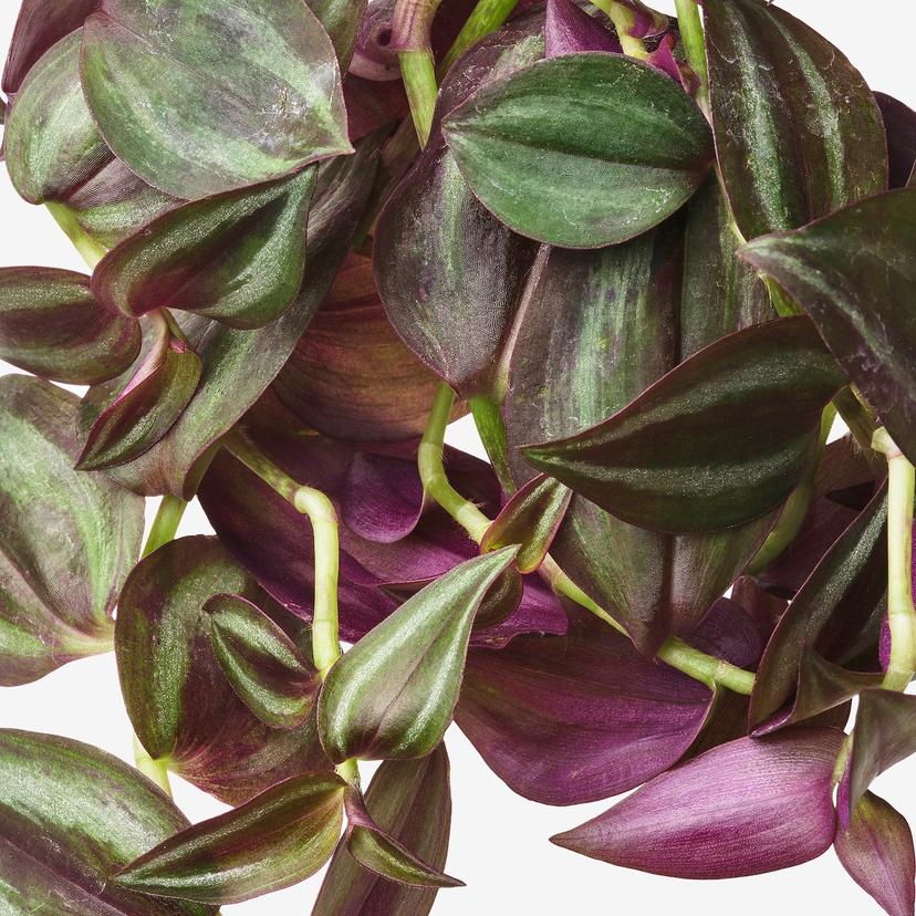 TRADESCANTIA — Подвесное растение, различные виды традесканции