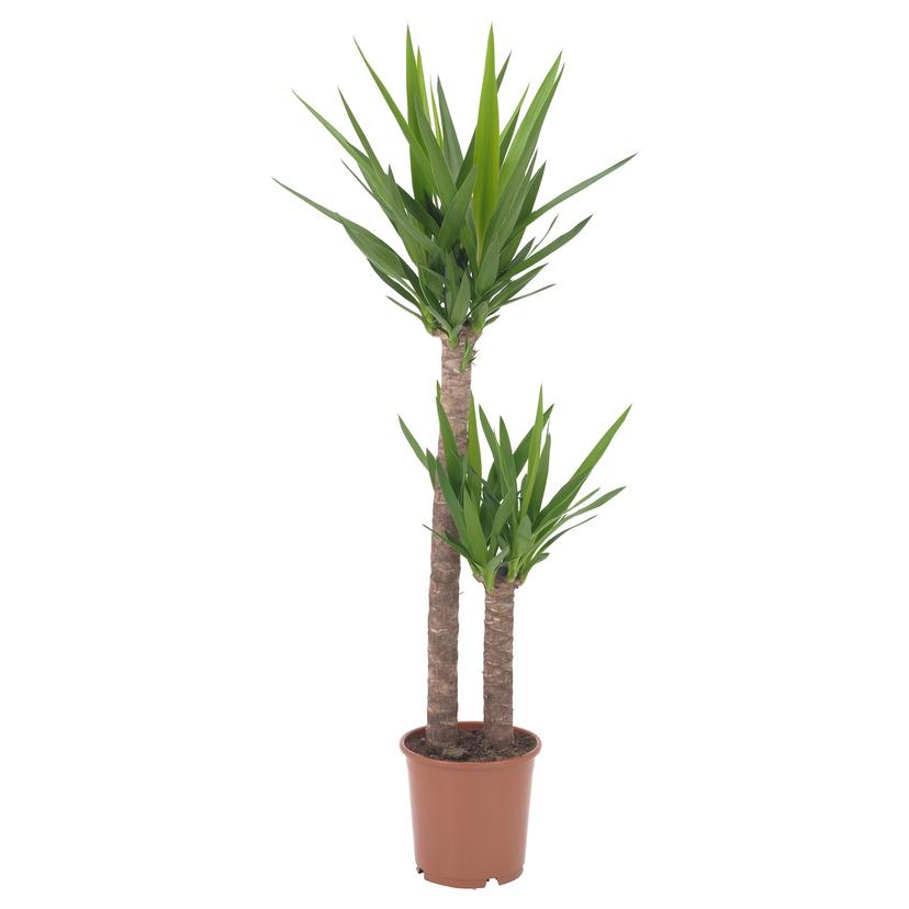 YUCCA ELEPHANTIPES — растение в горшке, Юкка слоновая/2 стебля, 24 см