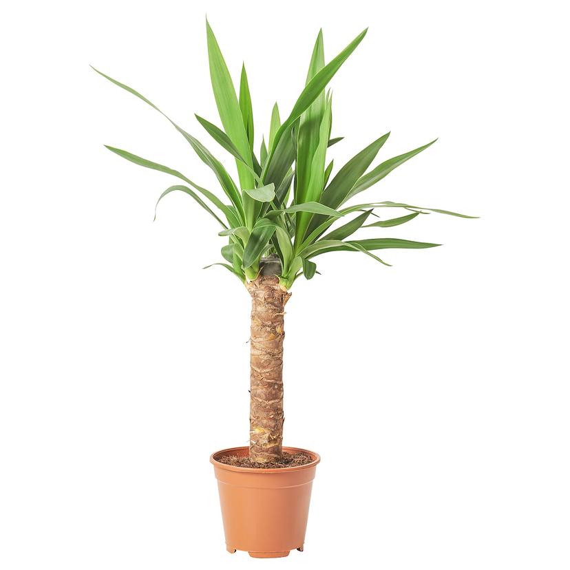 YUCCA ELEPHANTIPES — Комнатное растение , 12 см