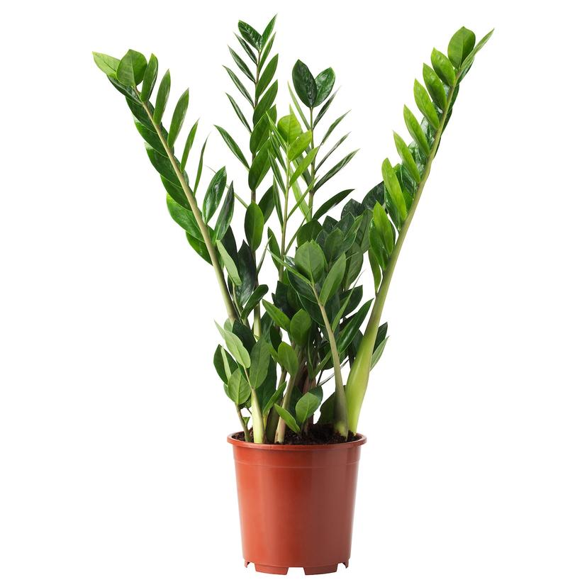 ZAMIOCULCAS — растение в горшке, Замиокулкас, 17 см