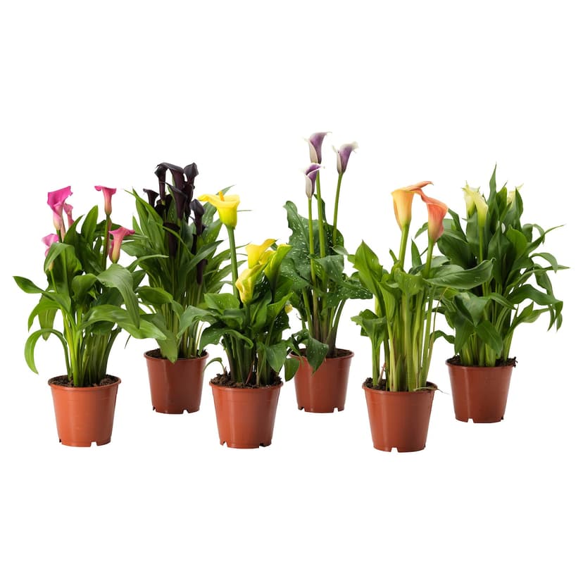ZANTEDESCHIA — Roślina doniczkowa, Czermień błotny różne,