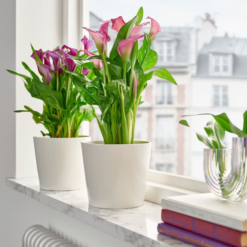 ZANTEDESCHIA — Roślina doniczkowa, Czermień błotny różne,